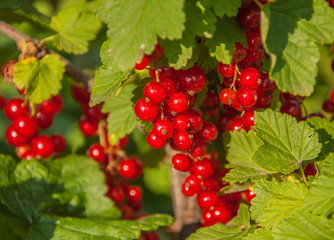 Berries red currant on a branch in a garden