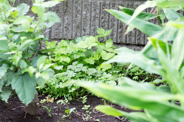 Harvesting Japanese Mitsuba