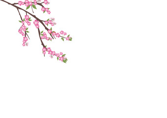 Obraz na płótnie Canvas sakura flowers blossom on white with copy space , sakura frame