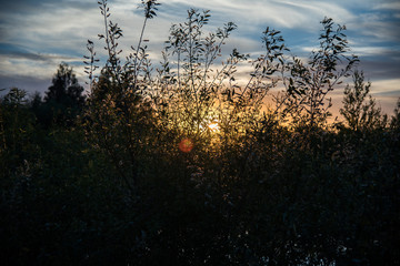 Shadow of grasses and wild flowers under the sun of dawn,