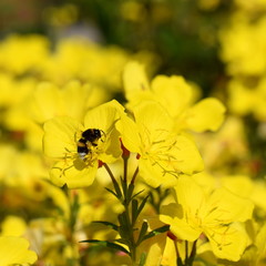Evening primrose with bumblebee (Nachtkerze)