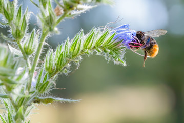 Bee Foraging on a Blueweed Flower