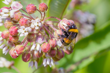 Bee Foraging on a Milkweed Flower
