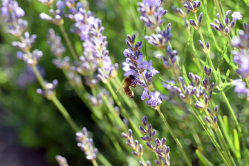 Lavender with bee, sunny bokeh background