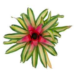 bromeliad isolated on white background