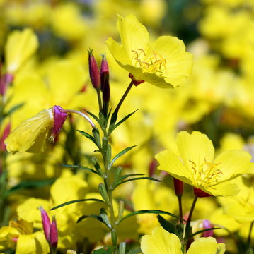 Evening primrose (Sundrops)