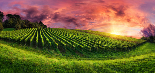 Panorama du vignoble au magnifique coucher de soleil