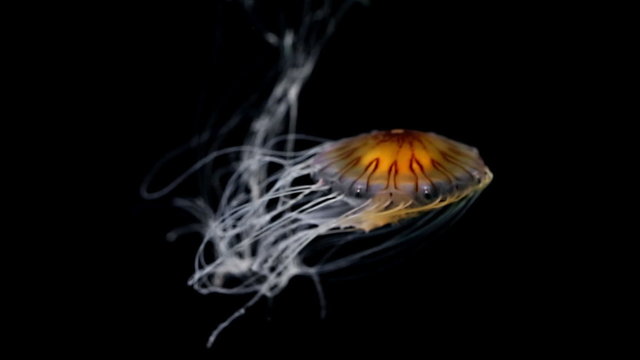 Single Pacific sea nettle (Chrysaora fuscescens) swimming underwater