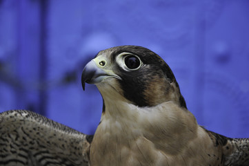 The hawk's eye/ Photo desert hawk overlooking the sharp eyes