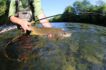 Closeup of fly-fisherman holding brown truit in river © goodluz