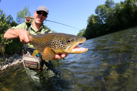 Closeup of fly-fisherman holding brown truit in river
