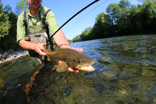 Closeup of fly-fisherman holding brown truit in river