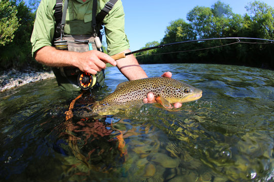 Closeup of fly-fisherman holding brown truit in river