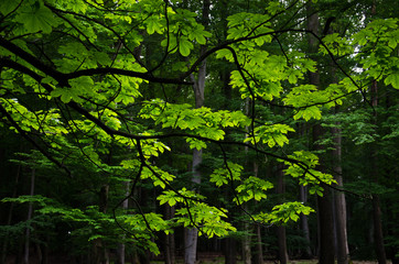Chestnut tree branch with leaves on a contrast dark forest background. Nature tranquil scene.