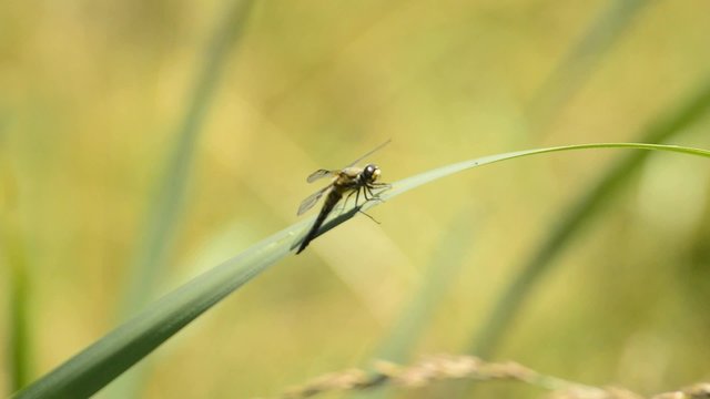 Vierfleck,Libellula quadrimaculata,sitzt auf Rohrkolbenblatt
