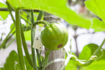 Harvesting green pumpkin