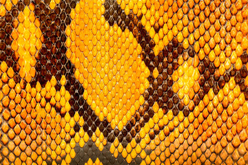 Yellow  python  leather, skin texture for background.