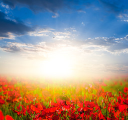 sunset over a red poppy field