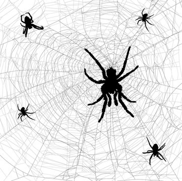 black and grey web with five spiders