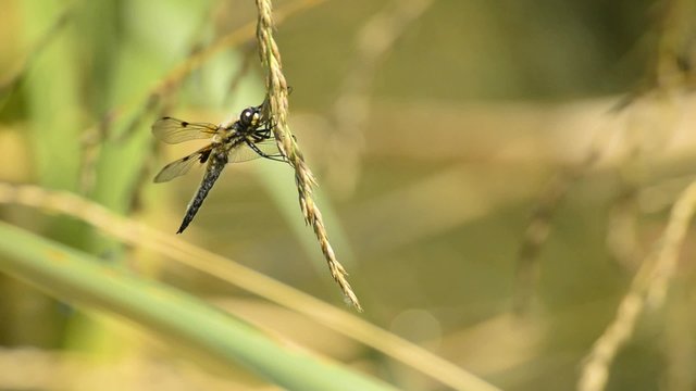 Vierfleck,Libellula quadrimaculata,sitzt auf Rohrkolbenblatt
