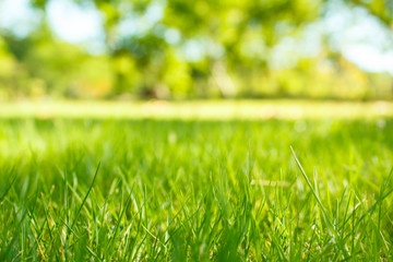 Blur natural and light background.