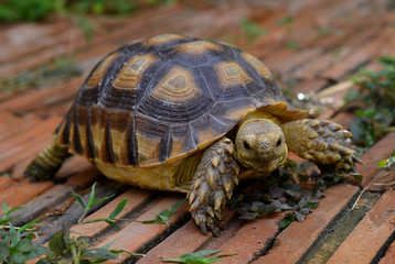 turtle