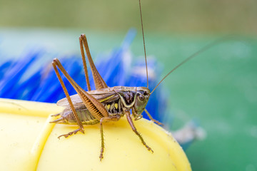 Grashüpfer