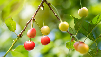 Ripe organic homegrown cherries, tree branch