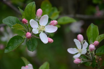 apple blossoms