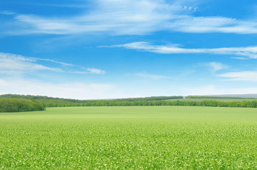 Fototapeta na wymiar green pea field and blue sky
