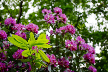 Rhododendron