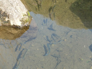 川　小川　清流　川魚