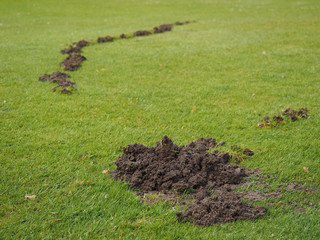 Mole damage to a Golf course fairway, Nuremberg, Germany, 2015
