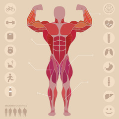 Fototapeta na wymiar Human, anatomy, anterior muscles, sports, medical, vector