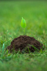 Small green plant starting to grow from the pure soil over the green grass background