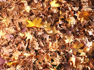 Thick carpet of Autumn leaves on the ground building a background, Melbourne, Australia