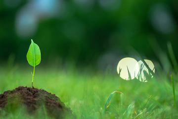 Small green plant with mysterious lights over the green grass background