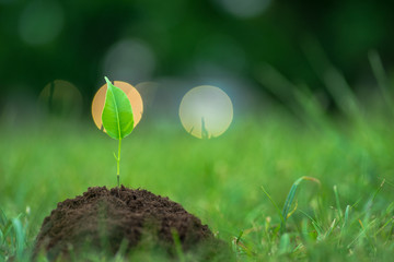 Small green plant with mysterious lights over the green grass background