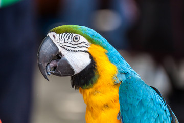 Portrait of a parrot