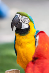 Portrait of a parrot