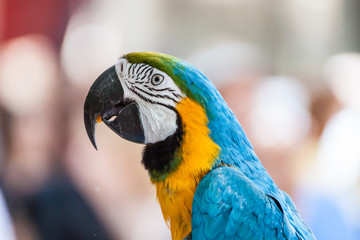 Portrait of a parrot