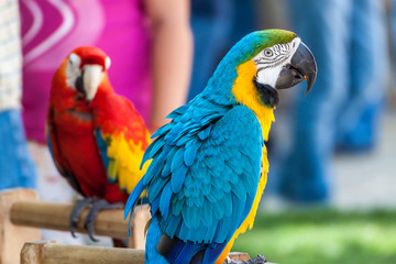 Two parrots