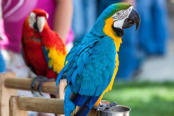Two parrots