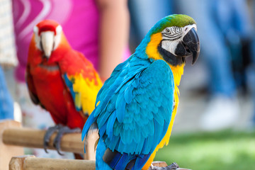 Two parrots