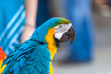 Portrait of a parrot