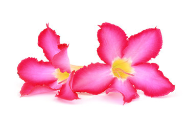 Obraz na płótnie Canvas Floral background. Close up of Tropical flower Pink Adenium. Des