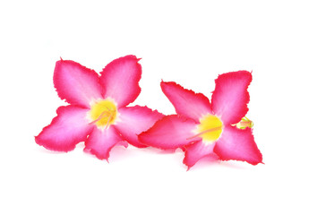 Fototapeta na wymiar Floral background. Close up of Tropical flower Pink Adenium. Des