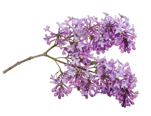 light color lilac isolated inflorescence