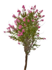 Obraz premium small isolated tree with pink blossom