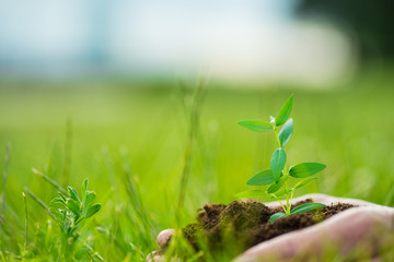 Human is holding a small green plant with soil in hands over the green grass background